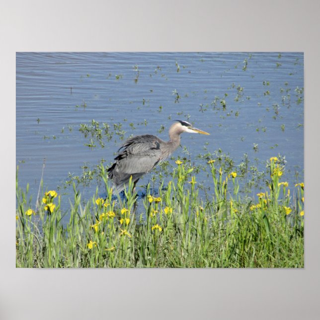 Póster Gran garza azul en el río. (Frente)