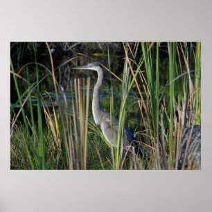 Póster Gran garza azul en la hierba del Everglades