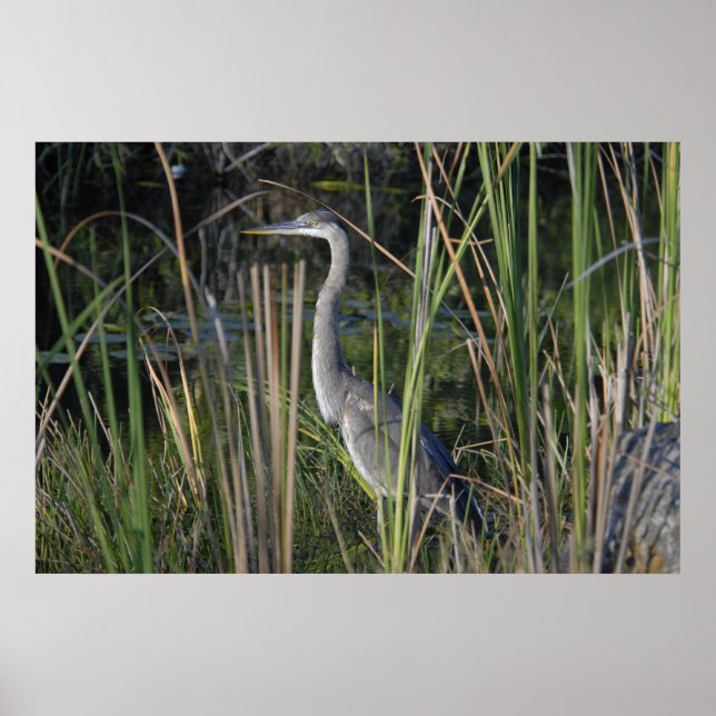 Póster Gran garza azul en la hierba del Everglades (Frente)
