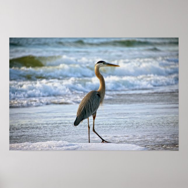 Póster Gran garza azul en la playa (Frente)