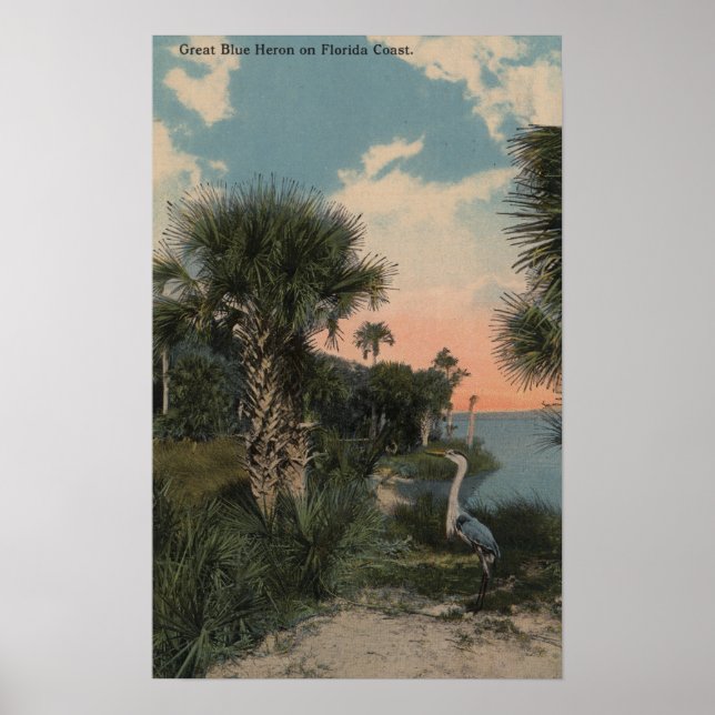 Póster Gran garza azul en la playa costera de Florida (Frente)