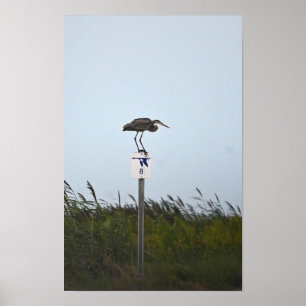 Póster Gran garza azul en Poster de Rótulo