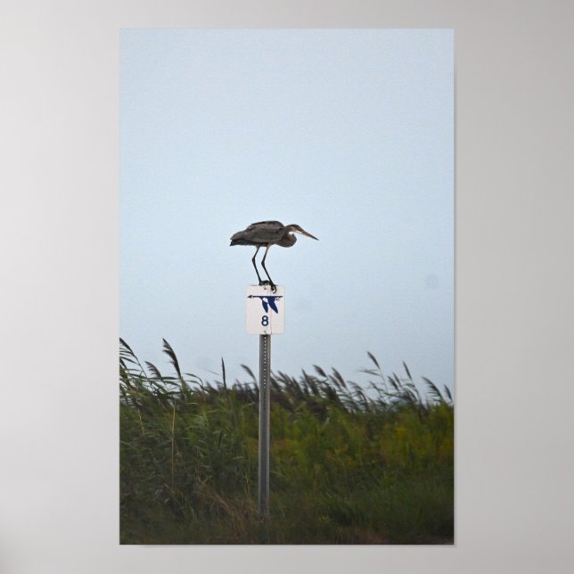 Póster Gran garza azul en Poster de Rótulo (Frente)