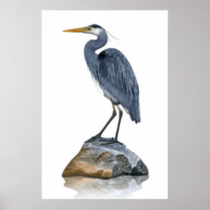 Póster Gran garza azul en roca
