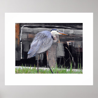 Póster Gran garza azul esperando