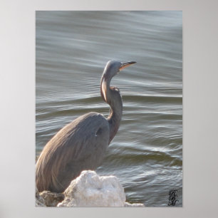 Póster Gran garza azul junto al agua