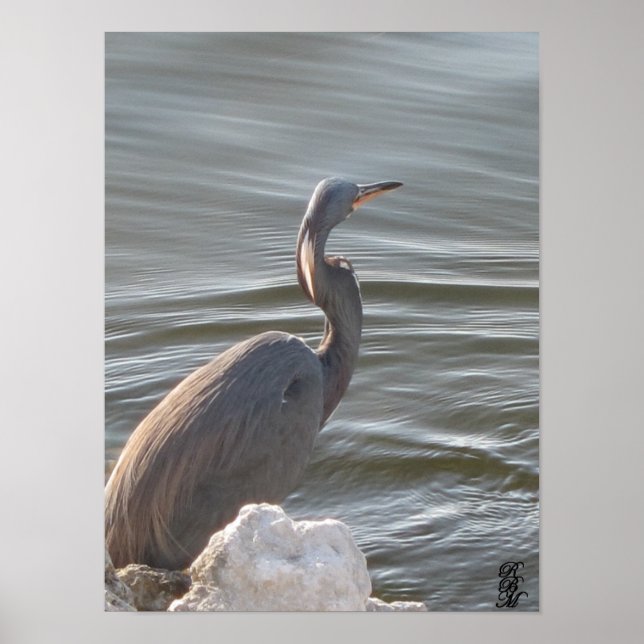 Póster Gran garza azul junto al agua (Frente)