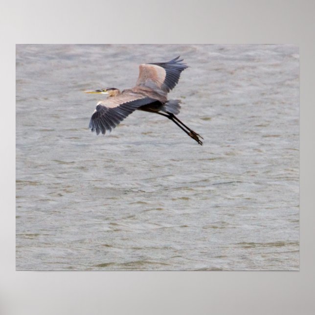 Póster Gran Garza Azul Volando (Frente)