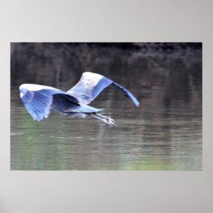 Póster Gran Garza Azul Volando
