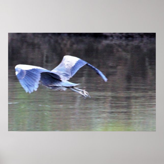 Póster Gran Garza Azul Volando (Frente)