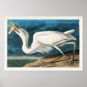 Póster Gran garza blanca, 1835, Las aves de América