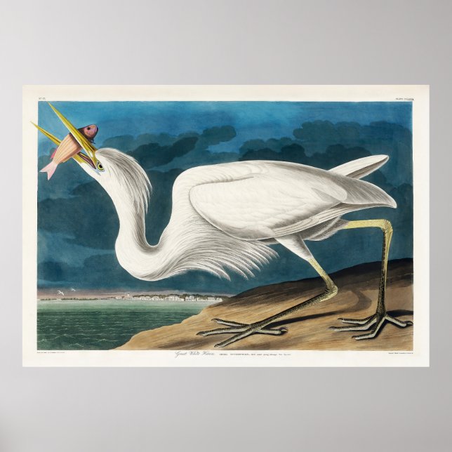 Póster Gran garza blanca, 1835, Las aves de América (Frente)