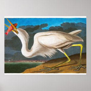 Póster Gran garza blanca por John James Audubon