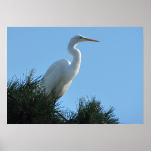 Póster Gran Garza en Florida Soleada