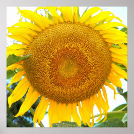 Póster Gran Girasol Amarillo Floral