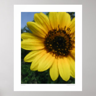 Póster Gran girasol - ENORME Poster de 28,5" x 36"