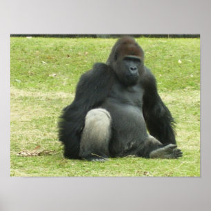 Póster Gran Gorila Negra