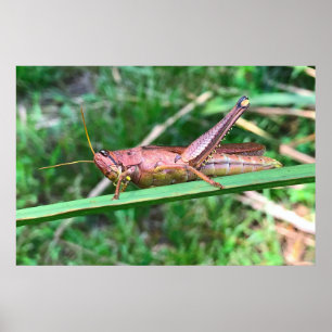 Póster Gran Grasshopper