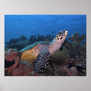 Póster Gran Hawksbill de Amed