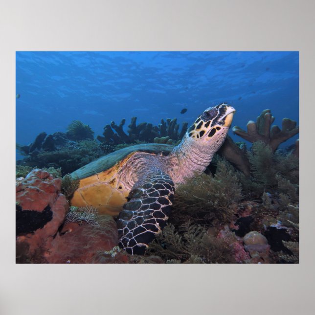 Póster Gran Hawksbill de Amed (Frente)
