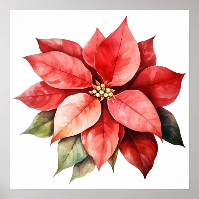 Póster Gran Hermosa Flor Roja Navidad (Frente)