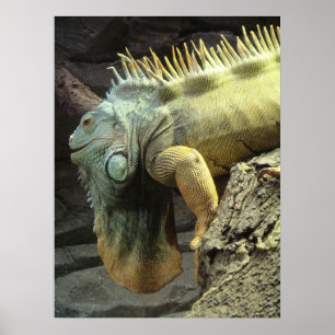 Póster Gran Iguana macho sp.