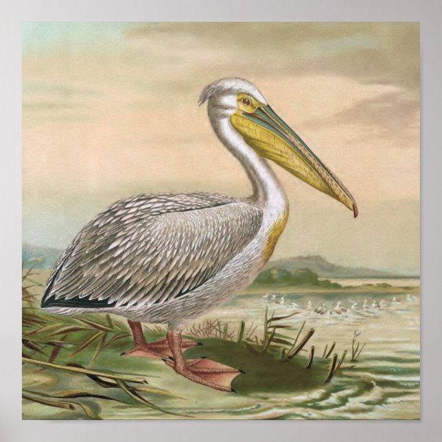 Póster Gran Ilustracion Pelican Vintage Bird (Frente)