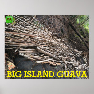 PÓSTER GRAN ISLA GUAVA