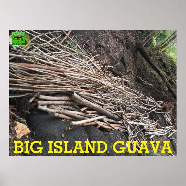 PÓSTER GRAN ISLA GUAVA (Frente)