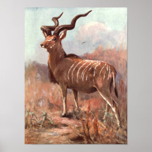 Póster Gran Kudu Antelope de Swan, animal virgen