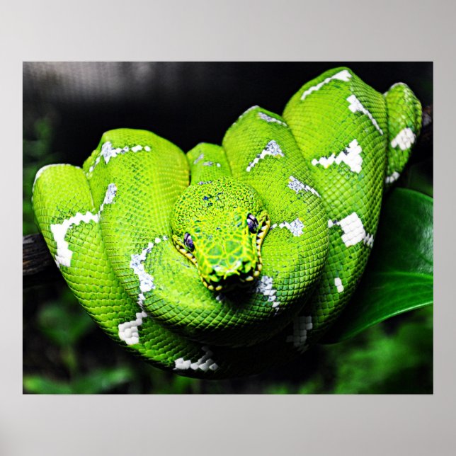 Póster Gran lienzo de serpiente boa verde (Frente)