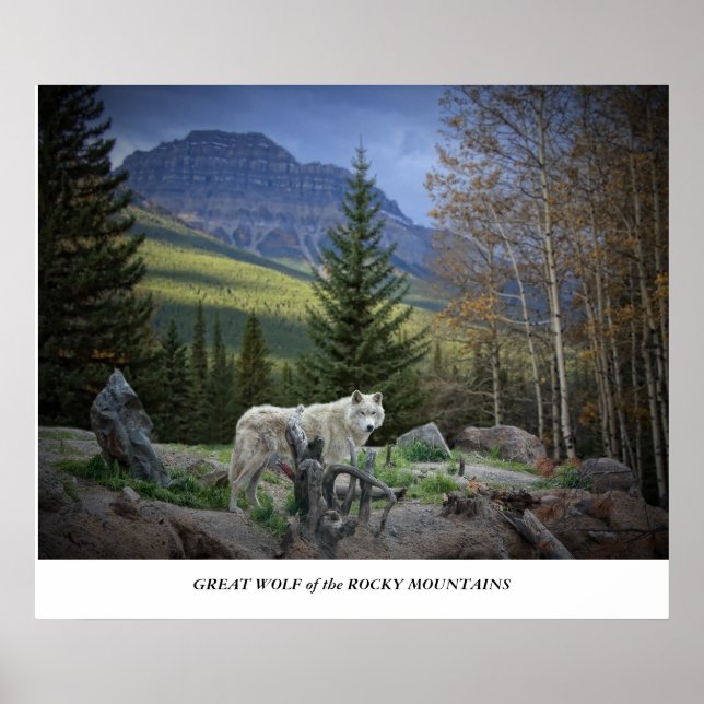 Póster Gran lobo de las montañas rocosas (Frente)