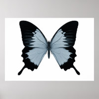 Gran mariposa azul y negra