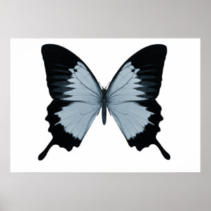 Póster Gran mariposa azul y negra
