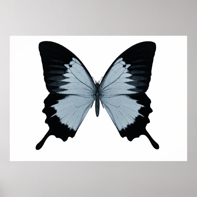 Póster Gran mariposa azul y negra (Frente)