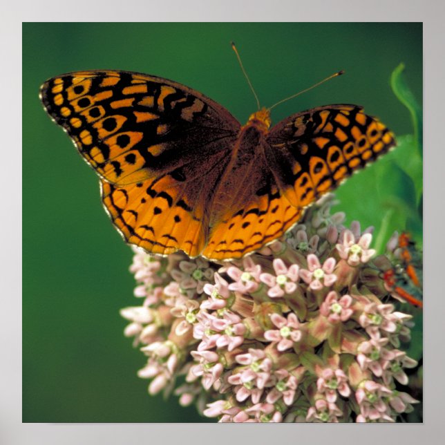 Póster Gran mariposa de Fritillary (Frente)