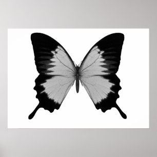 Póster Gran mariposa gris y negra