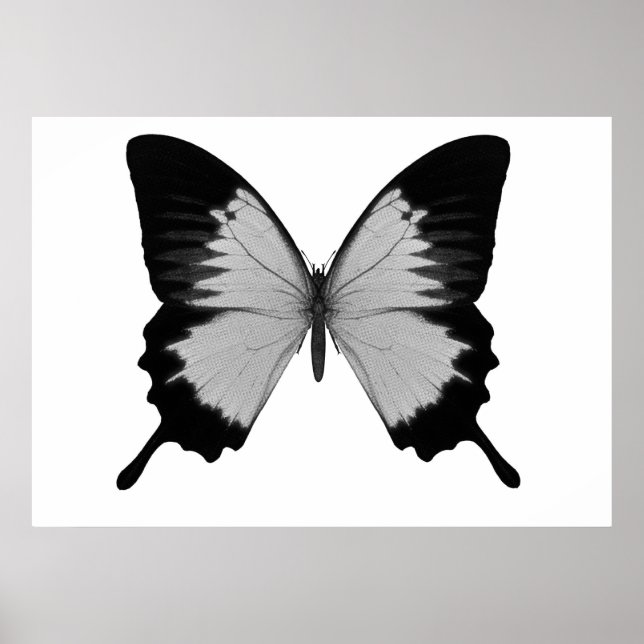 Póster Gran mariposa gris y negra (Frente)