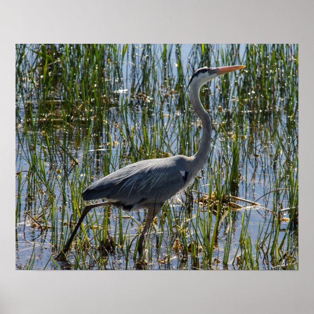 Póster Gran Marsh Marsh de la garza de la garza azul (Frente)