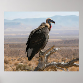Póster Gran Pájaro Hermoso