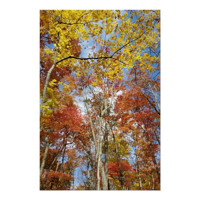 Póster Gran Parque Nacional de Montañas Ahumadas Cae hoja (Anverso)