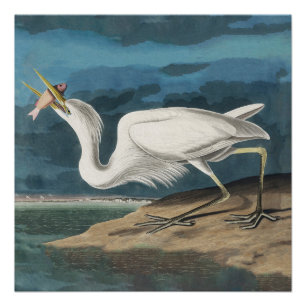 Póster Gran pintura de vida silvestre de la garza Audubon