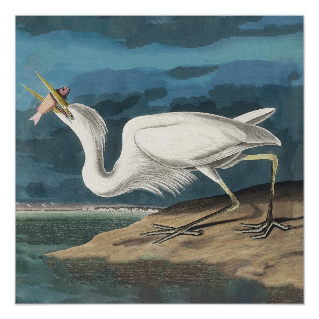 Póster Gran pintura de vida silvestre de la garza Audubon (Anverso)