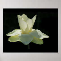 Gran Poster blanco de flores Lotus