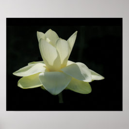 Póster Gran Poster blanco de flores Lotus