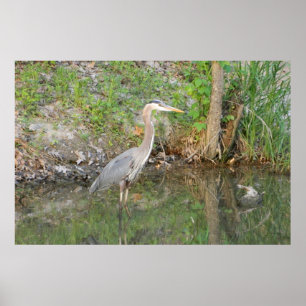 Póster Gran Poster Blue Heron Woodland