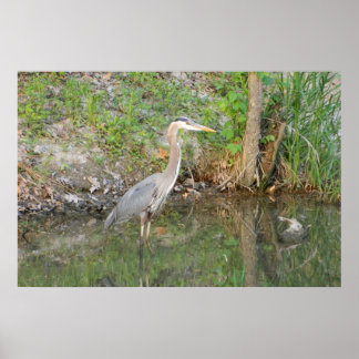 Póster Gran Poster Blue Heron Woodland