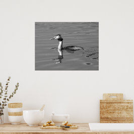 Póster Gran Poster Crested Grebe