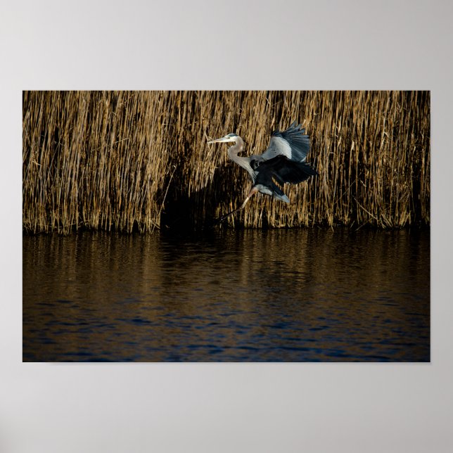 Póster Gran Poster de aterrizaje de la garza azul (Frente)