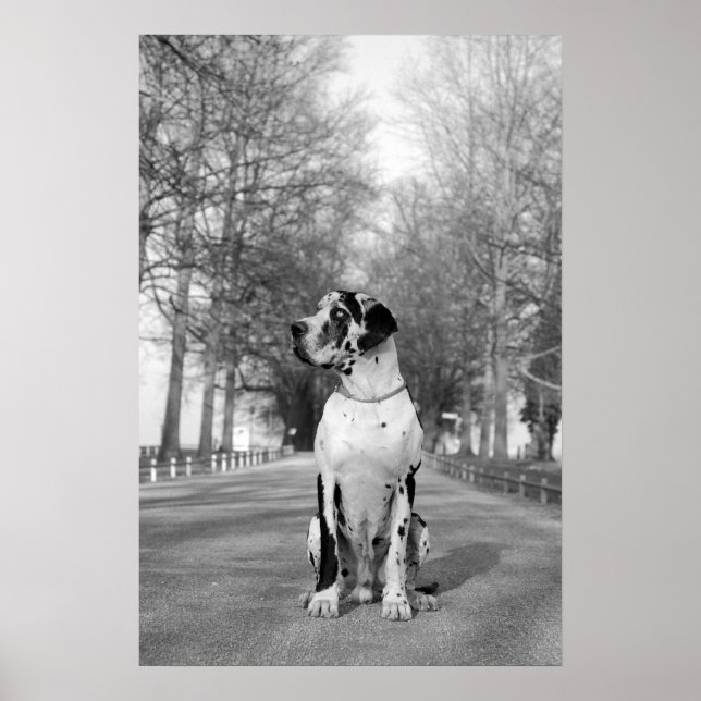 Póster Gran Poster de Dane (Frente)